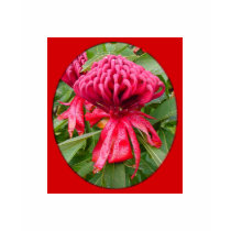 Waratah Australia t-shirts by Ausemade Waratah Australia t-shirts