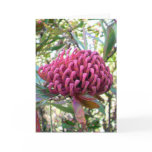 waratah greeting cards
