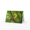 Warbler cards by amwesley Warbler cards