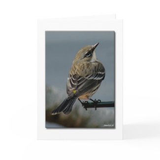 Warbler card
