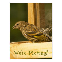 Warbler Chow Time; Change of Address Postcards