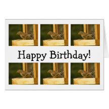 Warbler Chow Time; Happy Birthday Cards