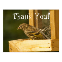 Warbler Chow Time; Thank You Post Cards