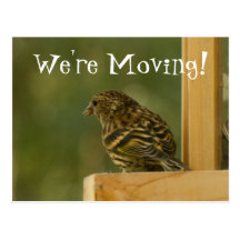 Warbler Having a Rest; Change of Address Post Card
