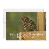 Warbler Having a Rest; Gift Certificate Announcements