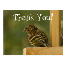 Warbler Having a Rest; Thank You Postcard
