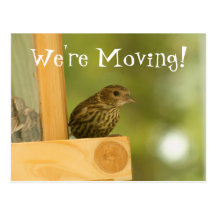 Warbler Having a Snack; Change of Address Post Cards