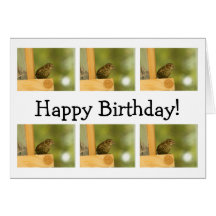 Warbler Having a Snack; Happy Birthday Card
