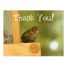 Warbler Having a Snack; Thank You Post Cards
