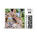 Warbler In  Nest Feeding Young Postage