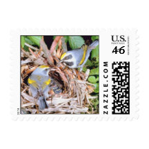 Warbler In  Nest Feeding Young Postage