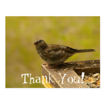 Warbler on a Snacky Perch Post Card