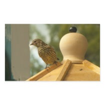 Warbler on the Lookout Rectangle Stickers