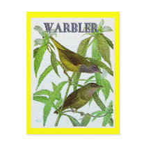 Warbler on Tree postcards