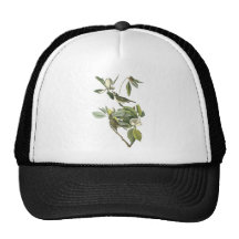 Warbling Vireo, John Audubon Mesh Hat