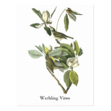 Warbling Vireo, John Audubon Post Cards
