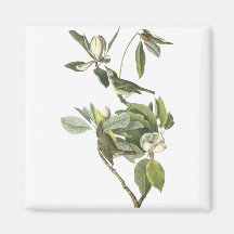 Warbling Vireo, John Audubon Refrigerator Magnets
