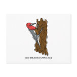 Wardell Woodpecker Postcard