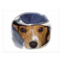 Warm beagle post card