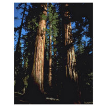 Warm redwoods full color flyer