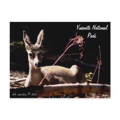 Warm spot in Yosemite, d.b. martin © 2005 Postcard by yodmart