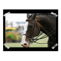 Warmblood Horse Photo  Postcard