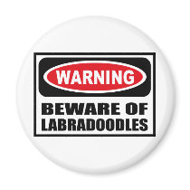Warning BEWARE OF LABRADOODLES Magnet by warningsignshirts Warning BEWARE OF LABRADOODLES Magnet