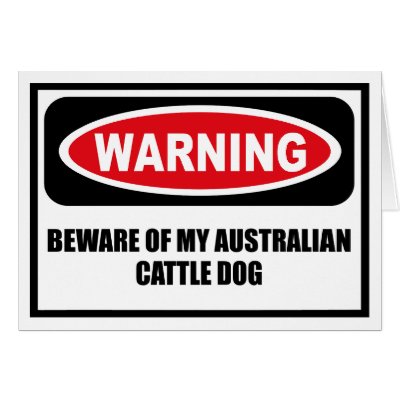 Warning BEWARE OF MY AUSTRALIAN CATTLE DOG Greetin Cards by warningsignshirts