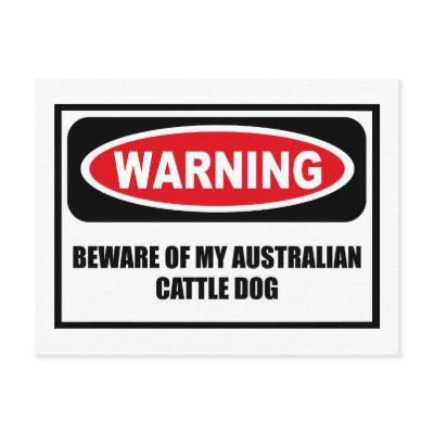 Warning BEWARE OF MY AUSTRALIAN CATTLE DOG Postcar Postcard by warningsignshirts