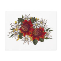 Warratha Flannel Flower Post Card