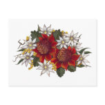 Warratha Flannel Flower Post Card