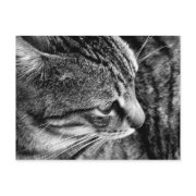 Warren Black and White Cat Postcard postcard