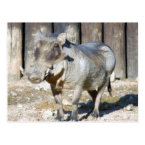 wart hog4x6 postcards