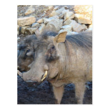 Wart Hog Post Card