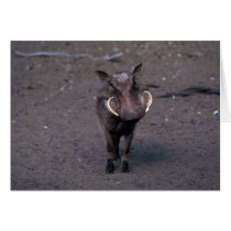 Warthog - Big Boar Cards