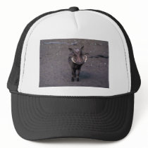 Warthog - Big Boar Mesh Hat