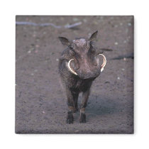 Warthog - Big Boar Refrigerator Magnets