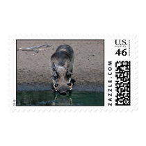 Warthog - Big Boar Postage Stamps