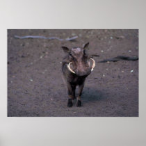 Warthog - Big Boar Print