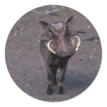 Warthog - Big Boar Round Stickers