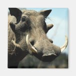 Warthog Close-Up Fridge Magnets