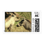 Warthog Design Postage Stamp