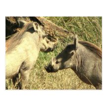 Warthog Design Postcard