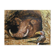 Warthog & Hornbill Postcards