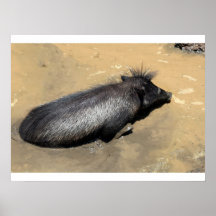 Warthog in mud print