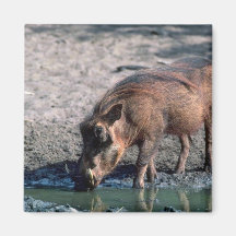 Warthog Magnets