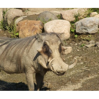 Warthog mousepad