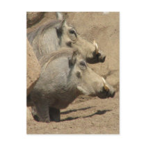 Warthog Pair Postcard