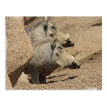 Warthog Pair Postcard
