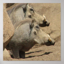Warthog Pair Poster